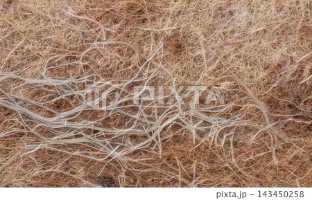 studio shot of a plant root background. 143450258