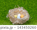 bird nest 143450260