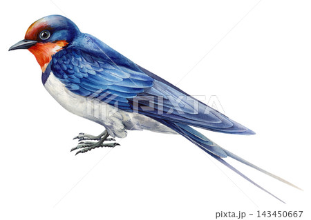 Barn swallow watercolor bird portrait with blue wings red throat white belly and long forked tail isolated on white background Barn swallow watercolor bird portrait with blue wings red throat white belly and long forked tail isolated on white background 143450667