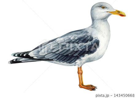 Seagull watercolor bird portrait isolated on white background, Herring gull naturalistic illustration Seagull watercolor bird portrait isolated on white background, Herring gull naturalistic illustration 143450668