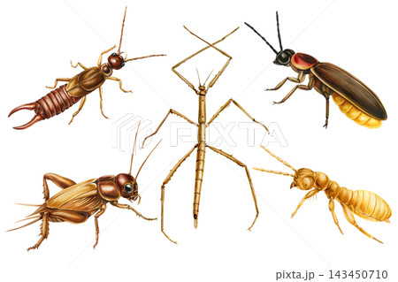 Insect Collection Watercolor with Earwig Stick Bug Firefly Cricket and Termite Isolated on White for Educational Nature Design Art 143450710