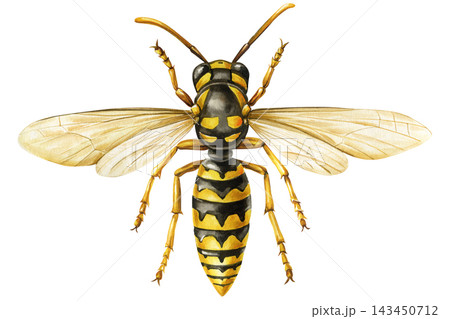 Wasp Watercolor Painting with Yellow Black Stripes Transparent Wings and Detailed Anatomy Isolated on White Background Wasp Watercolor Painting with Yellow Black Stripes Transparent Wings and Detailed Anatomy Isolated on White Background 143450712
