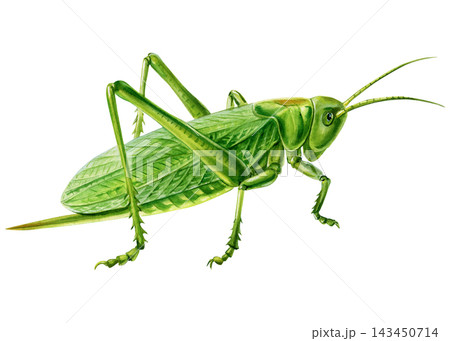 Green Katydid Watercolor Painting with Leaflike Wings Long Antennae and Detailed Legs Isolated on white Background 143450714