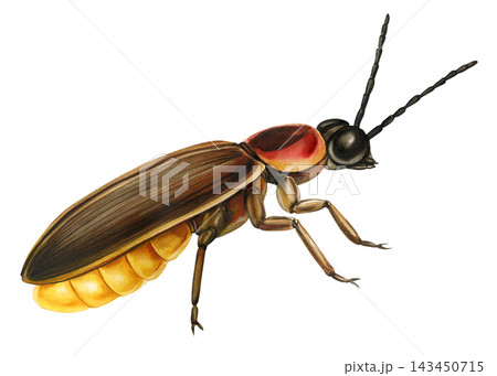 Firefly Watercolor Painting with Dark Wings Glowing Yellow Abdomen and Detailed Body Isolated on white Background 143450715