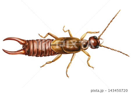 Earwig Watercolor Painting with Detailed Pincers Segmented Body and Long Antennae Isolated on white Background 143450720
