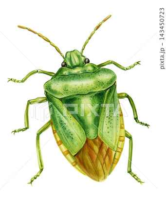 Green Shield Bug Watercolor Painting with Detailed Wings Antennae and Legs Isolated on White Background for Nature Science Studies 143450723
