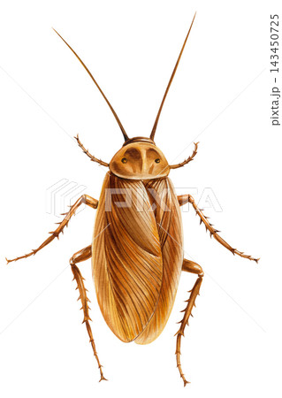 Brown Cockroach Watercolor Painting with Long Antennae Detailed Wings and Spiny Legs Isolated on White Background for Insect Study 143450725