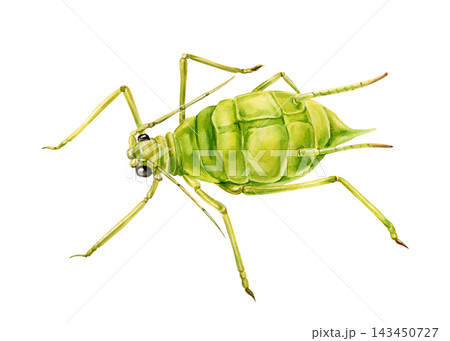 Green Aphid Watercolor Painting with Detailed Soft Body Long Legs and Antennae Isolated on White Background for Botanical Research Green Aphid Watercolor Painting with Detailed Soft Body Long Legs and Antennae Isolated on White Background for Botanical Research 143450727