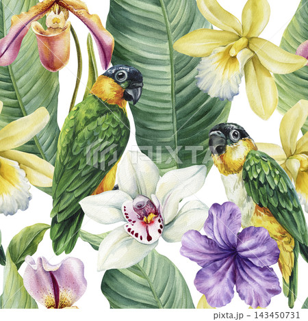 Green parrots and colorful orchids watercolor composition with tropical leaves and exotic flowers on a bright white background Green parrots and colorful orchids watercolor composition with tropical leaves and exotic flowers on a bright white background 143450731