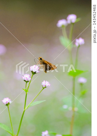 ピンク色のミゾソバの花に蝶が吸蜜 143452468