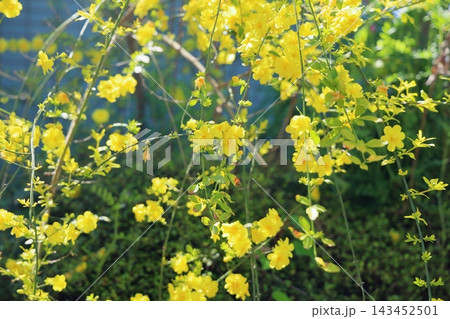 明るい オウバイの花 明るい オウバイの花 143452501