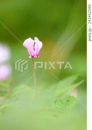 前後ボケの中に浮かぶ原種シクラメンの花 143452560