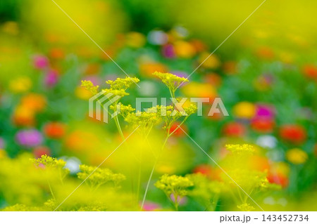 オミナエシの花、カラフルなヒャクニチソウのボケ オミナエシの花、カラフルなヒャクニチソウのボケ 143452734