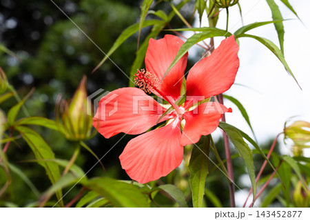 Close up of a vibrant red hibiscus coccineus flower blooming on a branch with green lobed leaves and buds on a dark background. 143452877