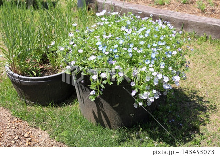 爽やか ネモフィラの花 爽やか ネモフィラの花 143453073