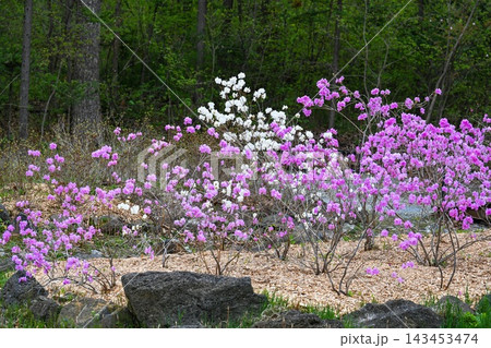Pink and white rhododendron dauricum blooming shrubs in a spring forest park with stones on foreground in Primorsky Krai Russian Far East Russia 143453474