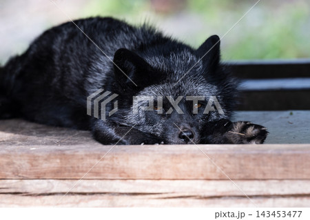 Tame silver fox Vulpes vulpes lying on wooden floor close up front view portrait of domestic pet melanistic red fox in Primorsky Krai Russia Tame silver fox Vulpes vulpes lying on wooden floor close up front view portrait of domestic pet melanistic red fox in Primorsky Krai Russia 143453477