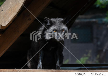 Tame silver fox Vulpes vulpes sitting under wooden shelter roof domestic pet melanistic red fox in Primorsky Krai Russian Far East outdoor 143453478