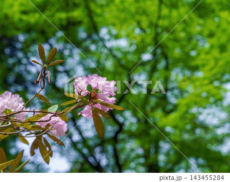 春の訪れを告げる満開のシャクナゲの花と新緑の癒やし・サステナビリティイメージ 春の訪れを告げる満開のシャクナゲの花と新緑の癒やし・サステナビリティイメージ 143455284