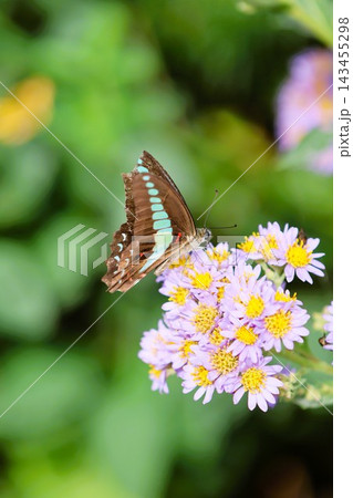 シオンの花にとまるアゲハチョウ 143455298
