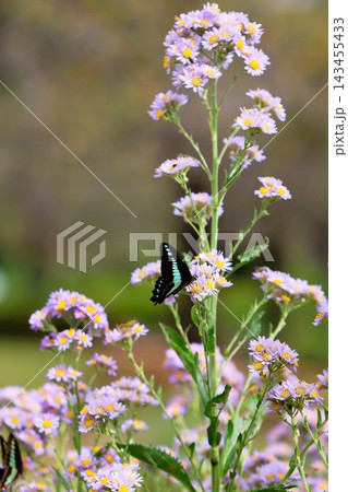 シオンの花にとまるアゲハチョウ シオンの花にとまるアゲハチョウ 143455433