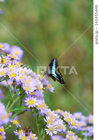 シオンの花にとまるアゲハチョウ シオンの花にとまるアゲハチョウ 143455440