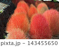 花博記念公園鶴見緑地のコキア 花博記念公園鶴見緑地のコキア 143455650
