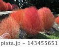 花博記念公園鶴見緑地のコキア 花博記念公園鶴見緑地のコキア 143455651