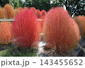 花博記念公園鶴見緑地のコキア 花博記念公園鶴見緑地のコキア 143455652