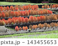 花博記念公園鶴見緑地のコキア 花博記念公園鶴見緑地のコキア 143455653
