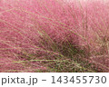 花博記念公園鶴見緑地のミューレンベルギア 花博記念公園鶴見緑地のミューレンベルギア 143455730