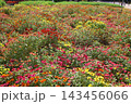 花博記念公園鶴見緑地 風車の丘大花壇のジニア 花博記念公園鶴見緑地 風車の丘大花壇のジニア 143456066