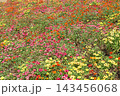 花博記念公園鶴見緑地 風車の丘大花壇のジニア 花博記念公園鶴見緑地 風車の丘大花壇のジニア 143456068