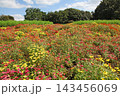 花博記念公園鶴見緑地 風車の丘大花壇のジニア 花博記念公園鶴見緑地 風車の丘大花壇のジニア 143456069