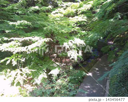 徳川園の風景　2024年5月撮影 143456477