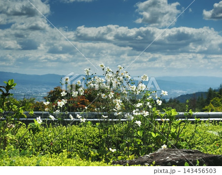 秋明菊咲く善峯寺 秋明菊咲く善峯寺 143456503