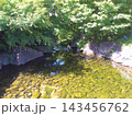 名古屋徳川園の風景　龍仙湖　2024年5月撮影 143456762