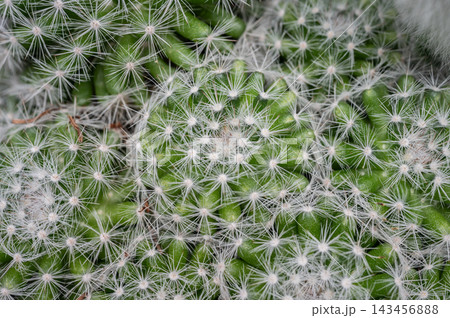 High angle view of Mammillaria candida growing in a pot. This cactus is a small cactus with solitary or clustered stems densely covered with white spines. High angle view of Mammillaria candida growing in a pot. This cactus is a small cactus with solitary or clustered stems densely covered with white spines. 143456888