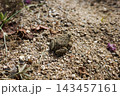 砂と土の地面に同化した保護色の小さな土蛙 143457161
