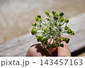 手で持ったニラの花と緑色の実のアップ 143457163