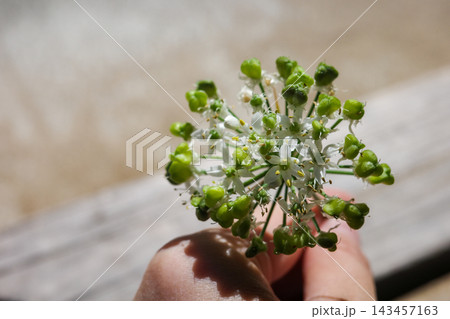 手で持ったニラの花と緑色の実のアップ 手で持ったニラの花と緑色の実のアップ 143457163