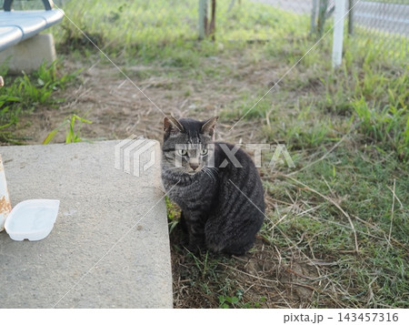 広場で遊ぶとら猫 広場で遊ぶとら猫 143457316