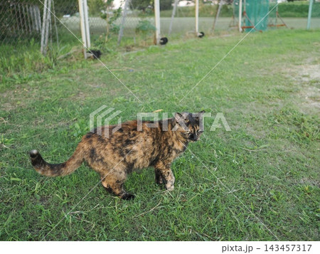 広場で遊ぶさび猫 広場で遊ぶさび猫 143457317