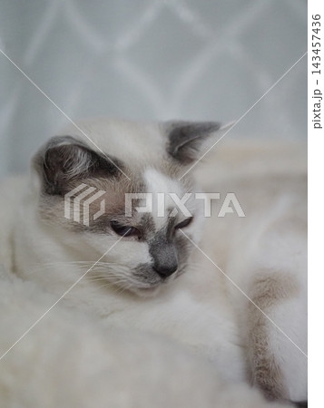 フワフワのベッドでうとうと眠そうな表情の猫 143457436