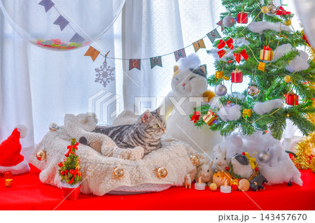 可愛い猫のクリスマス写真 可愛い猫のクリスマス写真 143457670