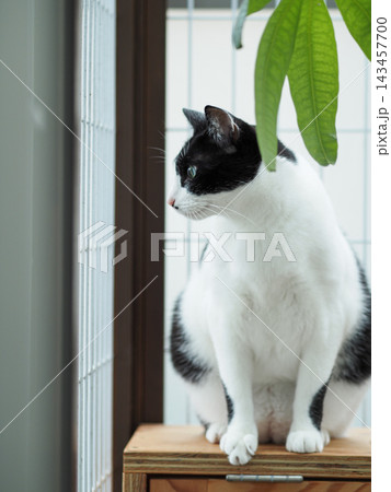 窓辺で観葉植物の横にたたずみ外を眺めるハチワレ猫 143457700