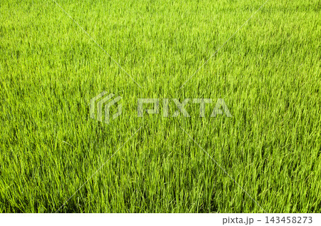 Green rice paddy 143458273
