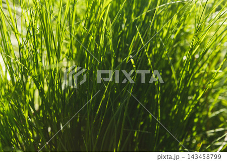 Tall green grass stands in a natural area, basking in sunlight. The blades sway slightly, showing a vibrant scene of nature. This setting captures a lively aspect of the outdoors during daytime. 143458799