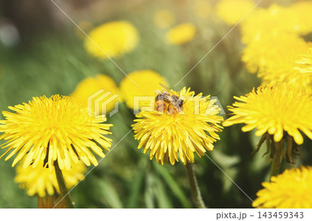 A bee is on a bright yellow dandelion gathering nectar. The scene shows several dandelions in the garden with sunlight shining down. It is springtime and flowers are in bloom. 143459343