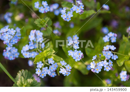 Small blue flowers are scattered across the garden. Green leaves frame the flowers. It is springtime, and sunlight shines on the blooms. The garden looks lively with colors and growth. Small blue flowers are scattered across the garden. Green leaves frame the flowers. It is springtime, and sunlight shines on the blooms. The garden looks lively with colors and growth. 143459900